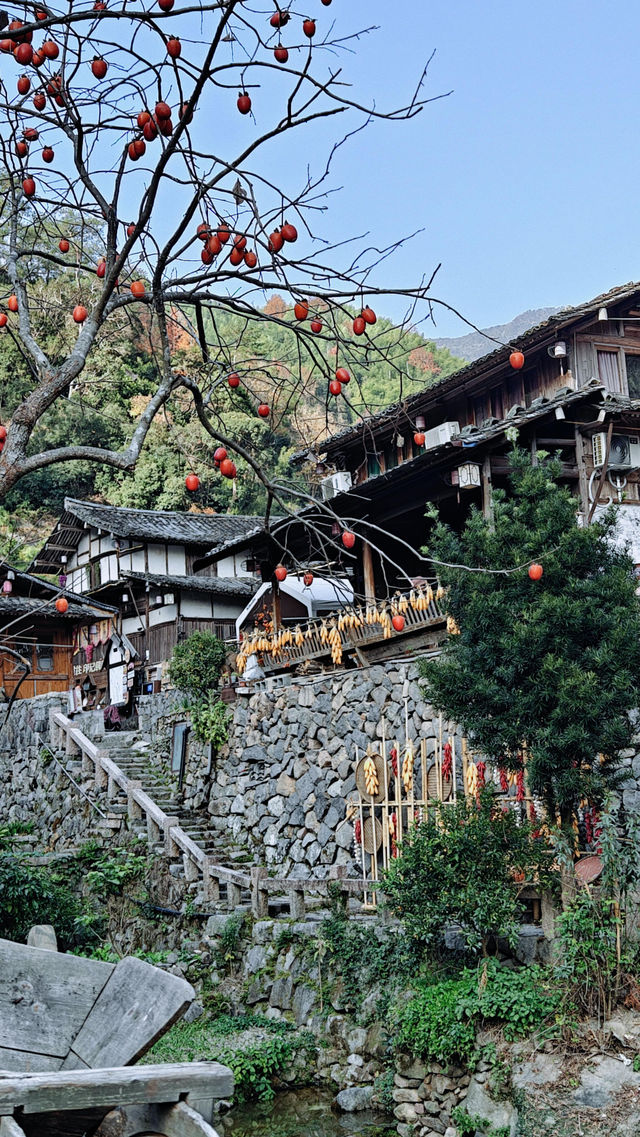 婺源太遠?溫州永嘉林坑村曬秋攻略來啦! 婺源太遠?溫州永嘉林坑村曬秋攻略來啦!