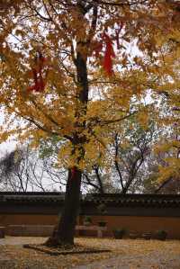 常熟小眾秘境！小雲棲寺的冬天真的美哭了！