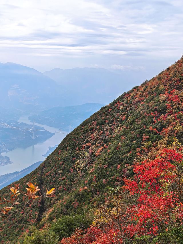 三峽之巔10km紅葉季獎牌get