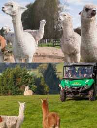 誰懂啊！在新西蘭被羊駝包圍太幸福了