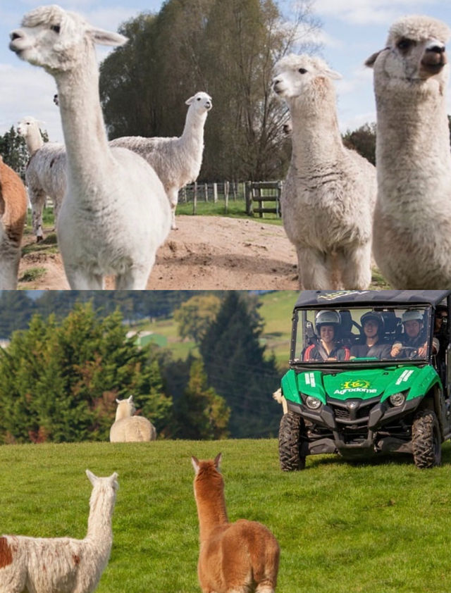 誰懂啊！在新西蘭被羊駝包圍太幸福了