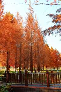 上海秋日私藏3 個小眾賞秋地人少出片不踩雷