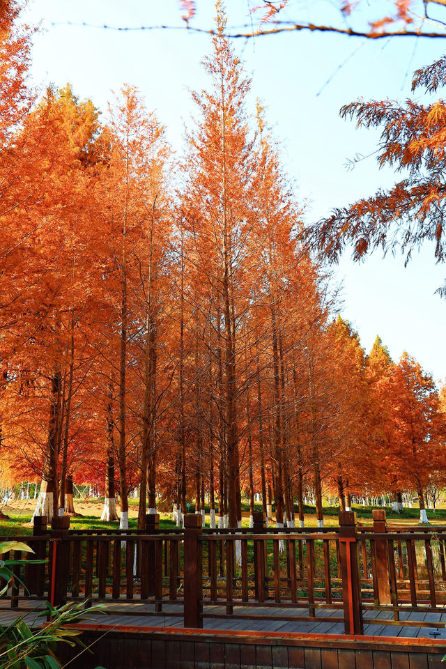 上海秋日私藏3 個小眾賞秋地人少出片不踩雷 上海秋日私藏3 個小眾賞秋地人少出片不踩雷