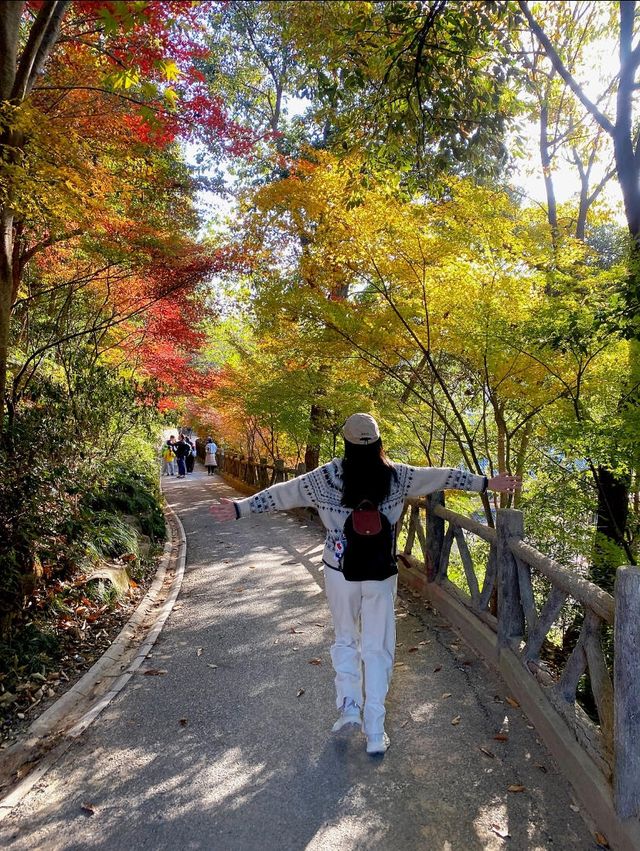 11.29週末plog |杭州小豬線徒步