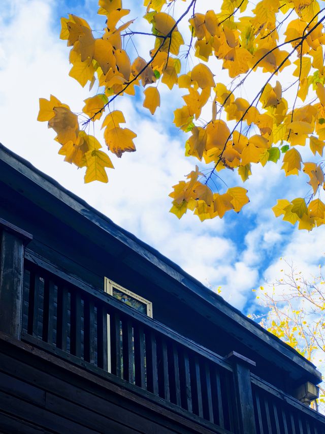 秋日限定!徐家匯公園紅葉暴擊市中心的調色盤炸裂了! 秋日限定!徐家匯公園紅葉暴擊市中心的調色盤炸裂了!