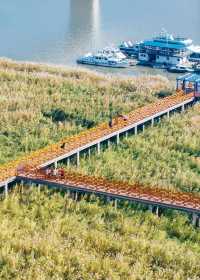 武漢賞菊全攻略!第一次去的你必看