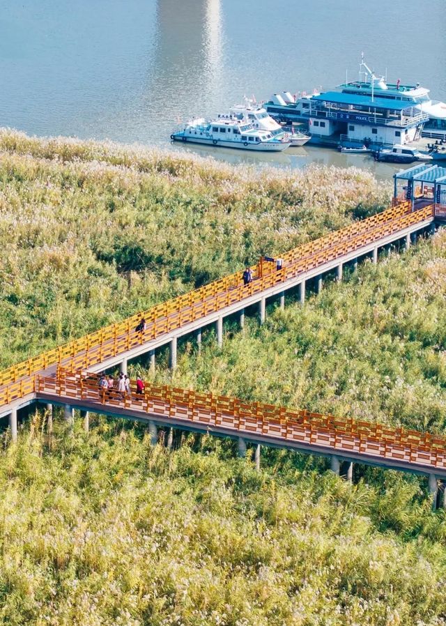 武漢賞菊全攻略!第一次去的你必看 武漢賞菊全攻略!第一次去的你必看