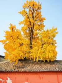 錯過三星堆!卻遇見1700歲的銀杏神仙眷侶