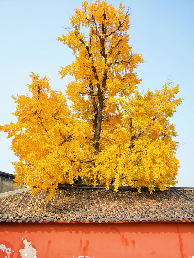 錯過三星堆!卻遇見1700歲的銀杏神仙眷侶 錯過三星堆!卻遇見1700歲的銀杏神仙眷侶