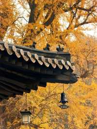 古觀音禪寺千年銀杏探秘 | 終南山下秋日禪心之旅