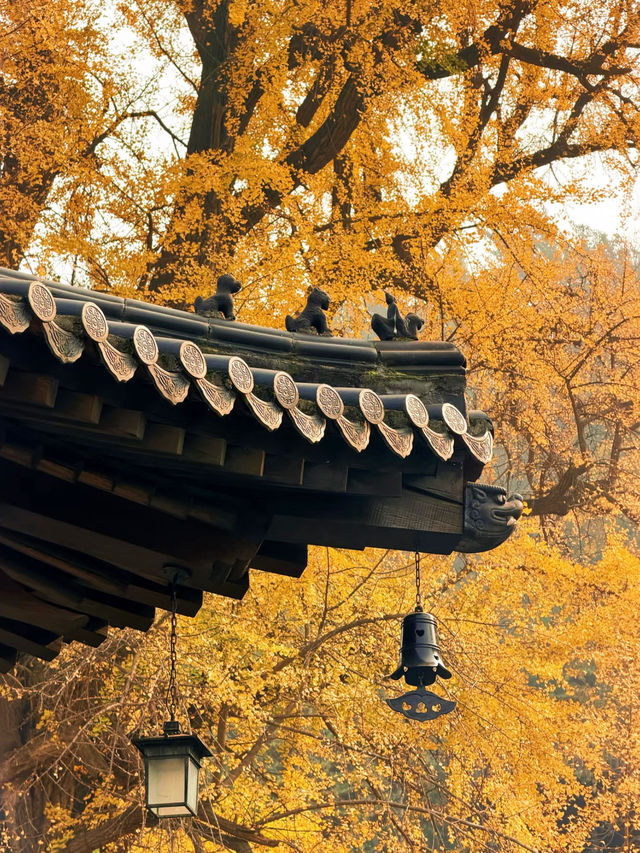 古觀音禪寺千年銀杏探秘 | 終南山下秋日禪心之旅 古觀音禪寺千年銀杏探秘 | 終南山下秋日禪心之旅