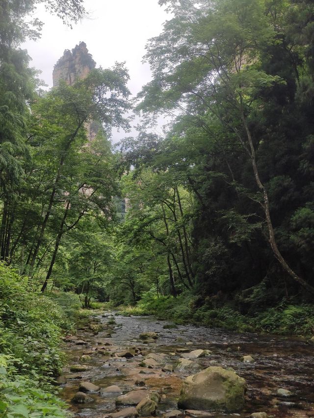 這才是張家界避暑天花板!金鞭溪徒步攻略來了 這才是張家界避暑天花板!金鞭溪徒步攻略來了
