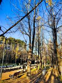 昆明大觀公園銀杏美