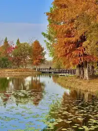 上海自駕1h賞秋紅透的楓葉真的美到封神