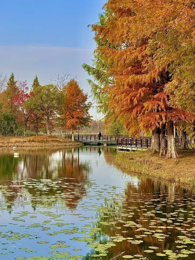 上海自駕1h賞秋紅透的楓葉真的美到封神 上海自駕1h賞秋紅透的楓葉真的美到封神