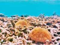 Australia’s Underwater Wonders: Top Spots for Snorkeling