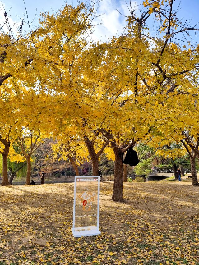 赴約不一樣的秋天|共青松濤幽谷遇見金色銀杏 赴約不一樣的秋天|共青松濤幽谷遇見金色銀杏