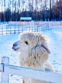 住進滑雪場裡!在長白山實現滑雪+撸寵自由