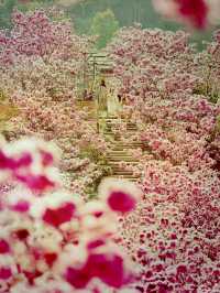 漫山紫花風鈴美瘋了