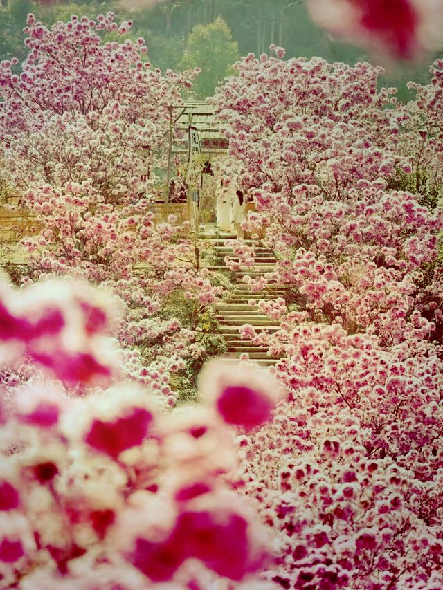 漫山紫花風鈴美瘋了 漫山紫花風鈴美瘋了
