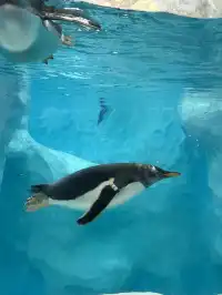 珠海!!!長隆海洋王國攻略吃喝一條龍~