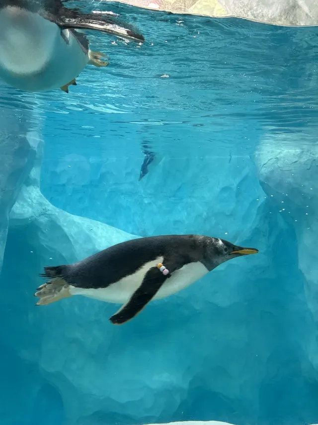 珠海!!!長隆海洋王國攻略吃喝一條龍~ 珠海!!!長隆海洋王國攻略吃喝一條龍~