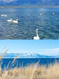 賽里木湖冬天環湖攻略+小建議