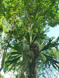 超值的!版納中科院植物園強推