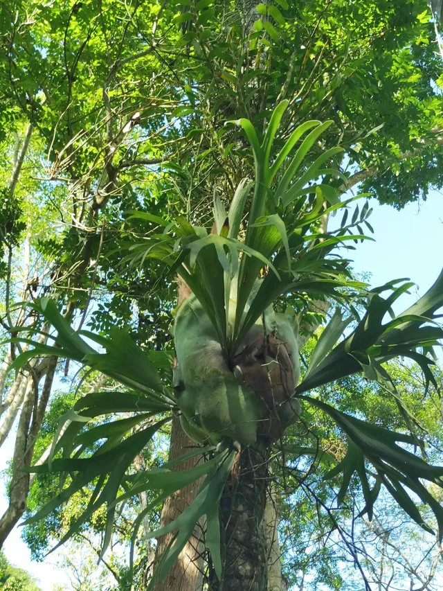 超值的!版納中科院植物園強推 超值的!版納中科院植物園強推