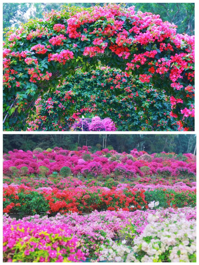 這裡風景獨好 這裡風景獨好