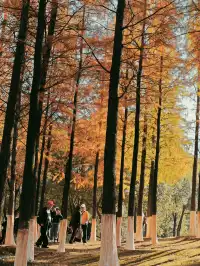 松雅湖落羽杉實況,拍照還是建議烈士公園