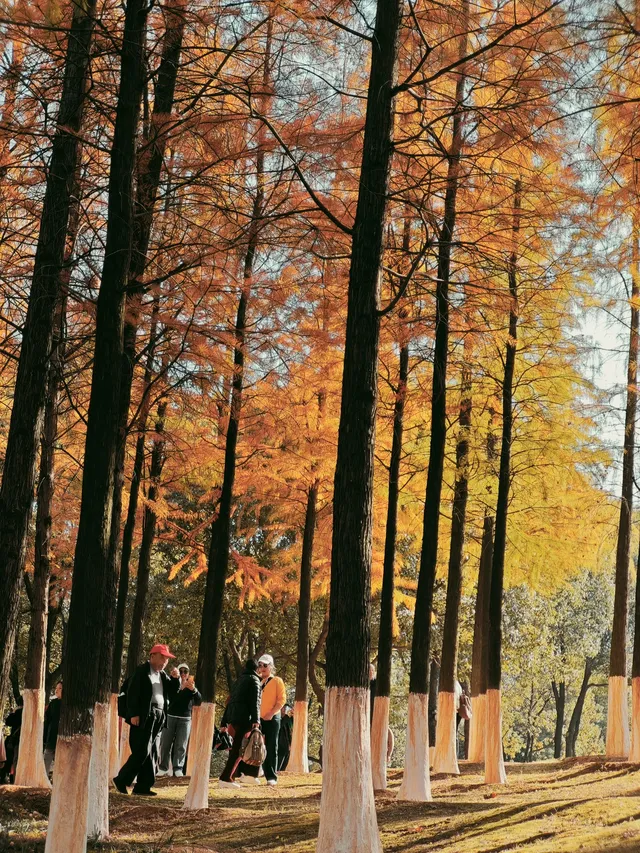 松雅湖落羽杉實況,拍照還是建議烈士公園 松雅湖落羽杉實況,拍照還是建議烈士公園