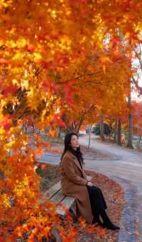 魔都絕美賞秋地!花開海上生態園治癒系深秋大片拍攝攻略