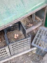 安吉｜哇，真的有這麼好玩的農場！