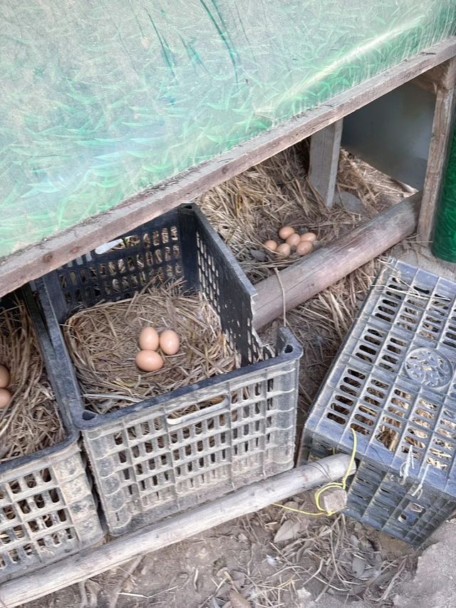 安吉｜哇，真的有這麼好玩的農場！