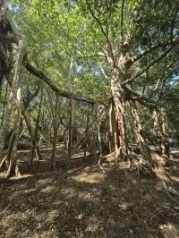 自駕第二十站｜西雙版納