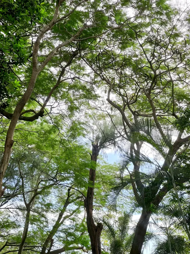 廈門｜淡季的鼓浪嶼好浪漫