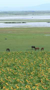 呼倫貝爾最美自駕線|走這一條路就夠了
