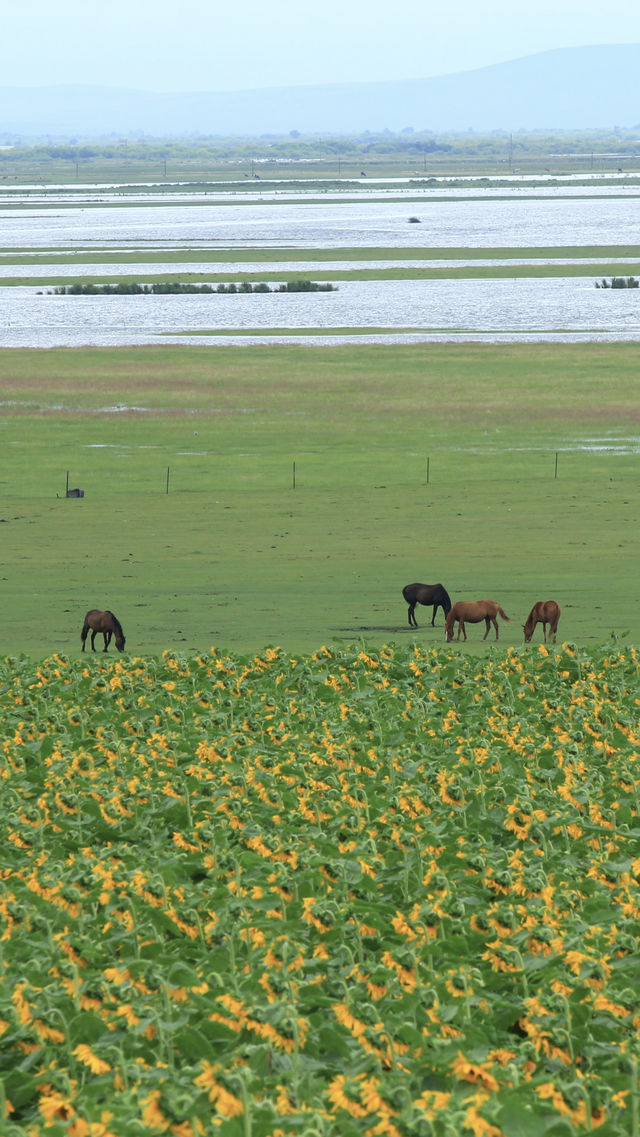呼倫貝爾最美自駕線|走這一條路就夠了 呼倫貝爾最美自駕線|走這一條路就夠了