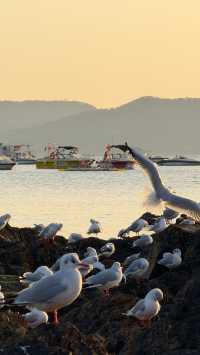 青島老城區賞鷗漫步指南：棧橋、八大峽與信號山的冬日浪漫
