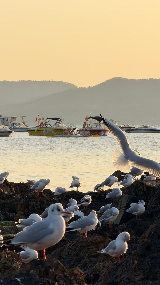 青島老城區賞鷗漫步指南：棧橋、八大峽與信號山的冬日浪漫