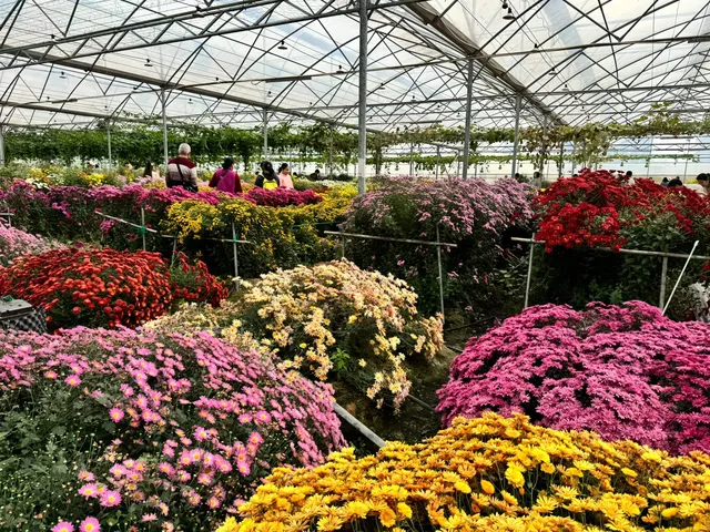 2025深圳大鵬菊花展 2025深圳大鵬菊花展