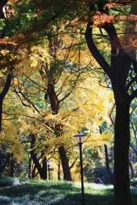 魔都市中心的“小京都”!延中廣場公園秋日拍照封神攻略