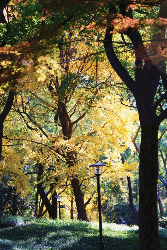 魔都市中心的“小京都”!延中廣場公園秋日拍照封神攻略 魔都市中心的“小京都”!延中廣場公園秋日拍照封神攻略