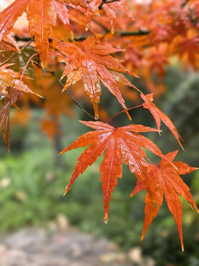 上海人民公園層林盡染,藏不住的秋日浪漫! 上海人民公園層林盡染,藏不住的秋日浪漫!