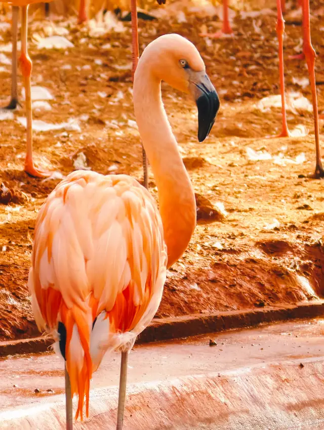 사회 공포증 귀여운 동물의 겨울 게으른 일상, 베이징 동물원 누워있기 도감