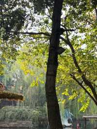 烏鎮週末小記|住進水墨江南的浪漫