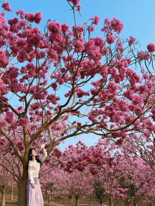 江門の穴場花見スポット