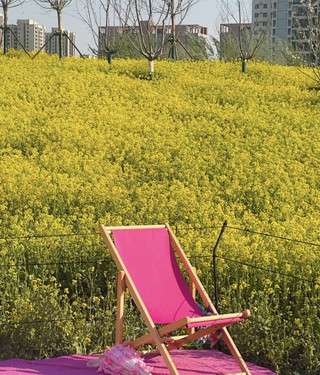Hebei Spring Color Walk, Rapeseed Flower Sea in Full Bloom