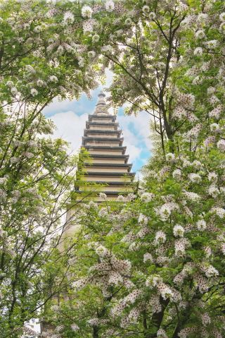 4.18 Beijing Wutasi Four-Color Corydalis Full Bloom Guide